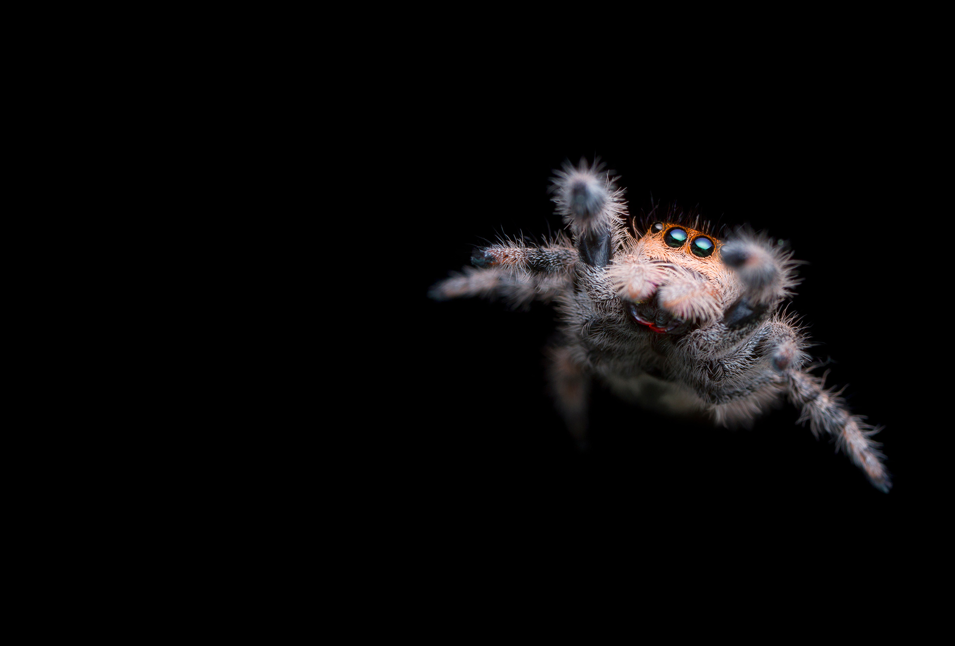 Jumping Spiders for Sale by Spoodr